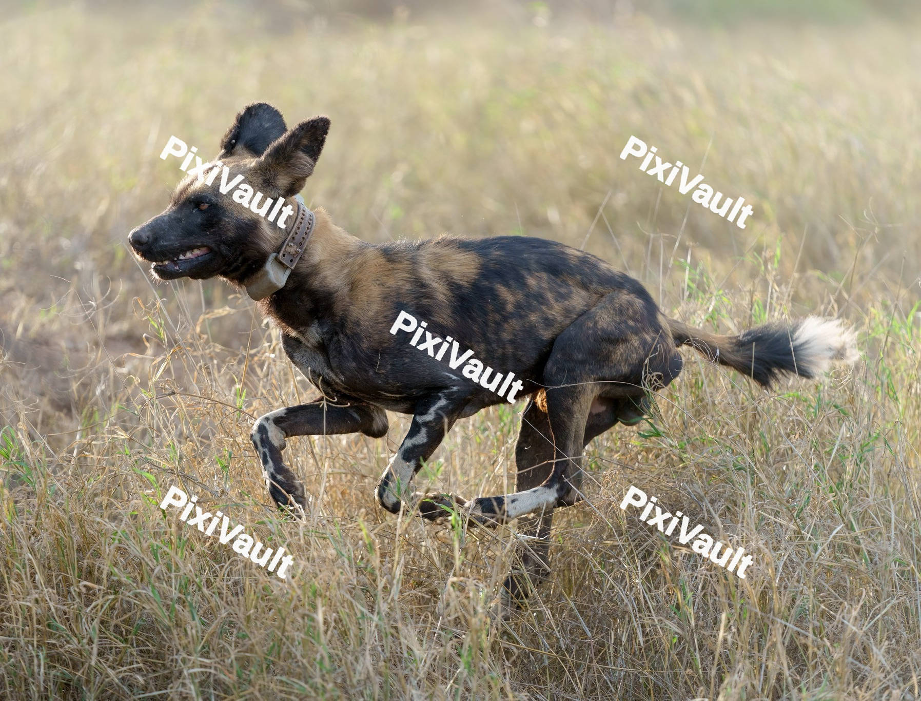 African wild dog
